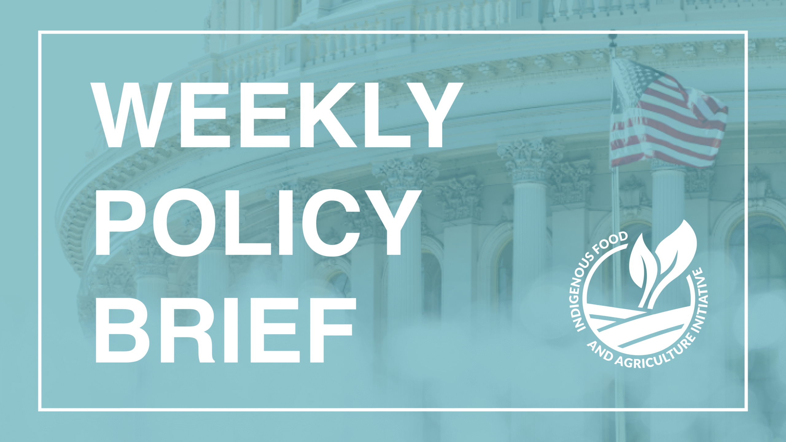 Policy Brief-December 2